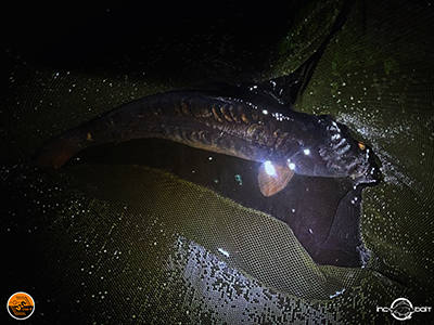 Fish Captures